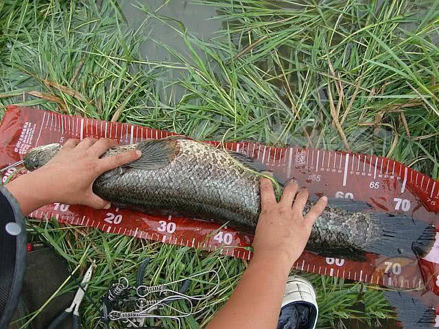 浮萍塘逗钓大黑鱼,大力扬竿,屡屡得手