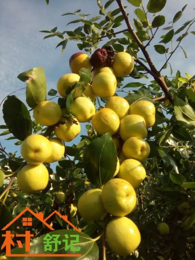 溆浦鸡蛋枣 我国南方知名枣类鲜食品种