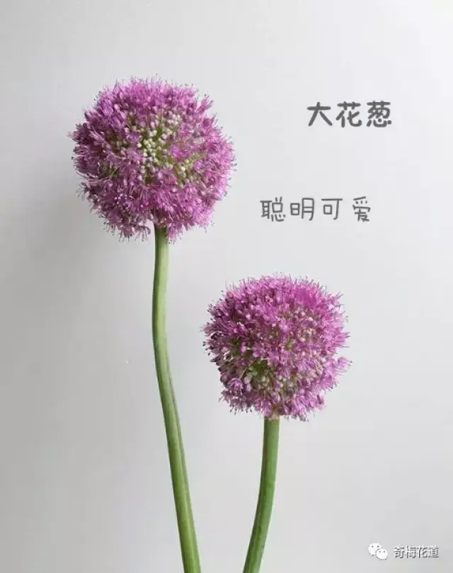 3分钟 带你认识59种常用花材 花语 常见插花花材花语 男霸网