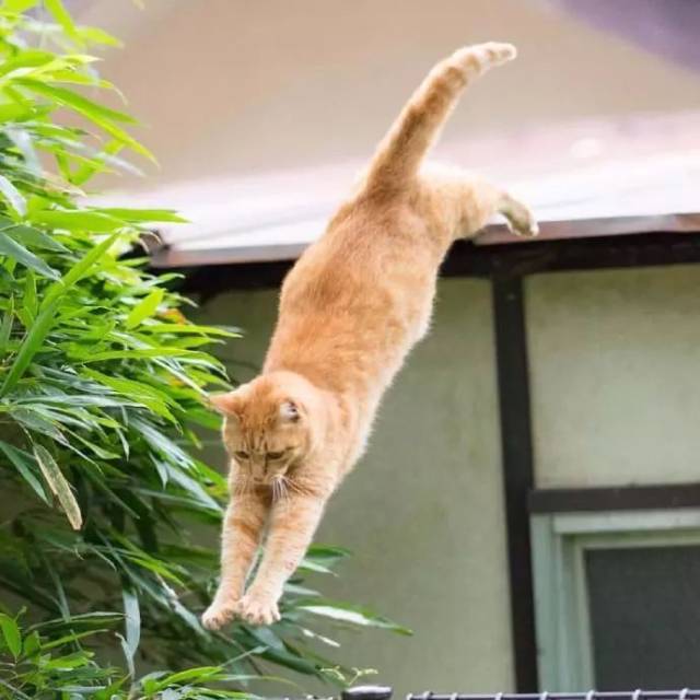 有一群猫的力量超乎想象