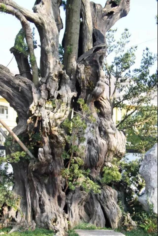 罗汉,续其魂魄赋其形 新老罗汉因缘深,故土迎新凝真情 喜见枯木又逢春