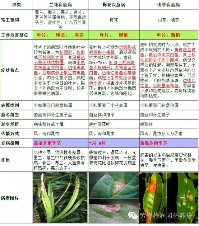 花卉植物炭疽病防治策略_搜狐网