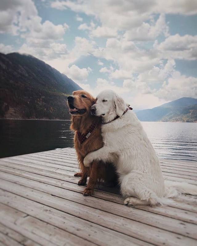 两只狗靠在一起的照片图片
