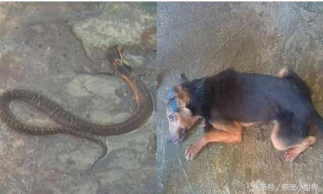 狗被毒蛇咬死,伤心的饲主哭到睡着,隔天早上却见它坐草丛放空