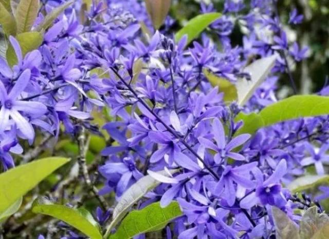 拉丁学名:petrea volubilis l. 马鞭草科蓝花藤属.