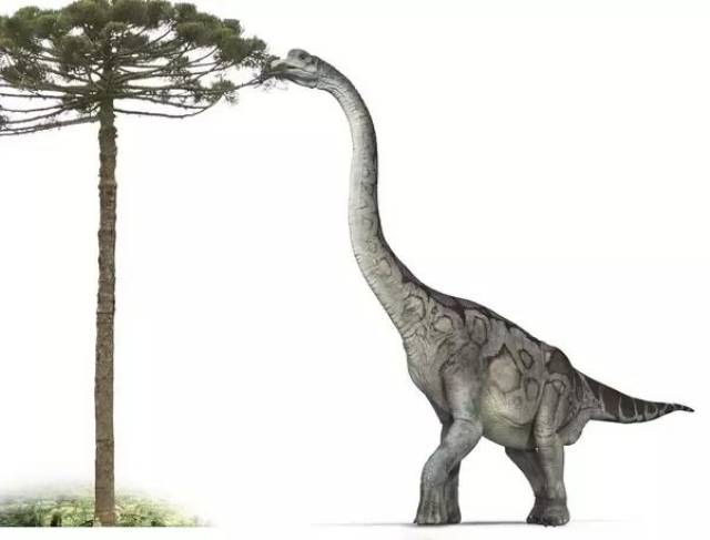 恐龙分支树图片
