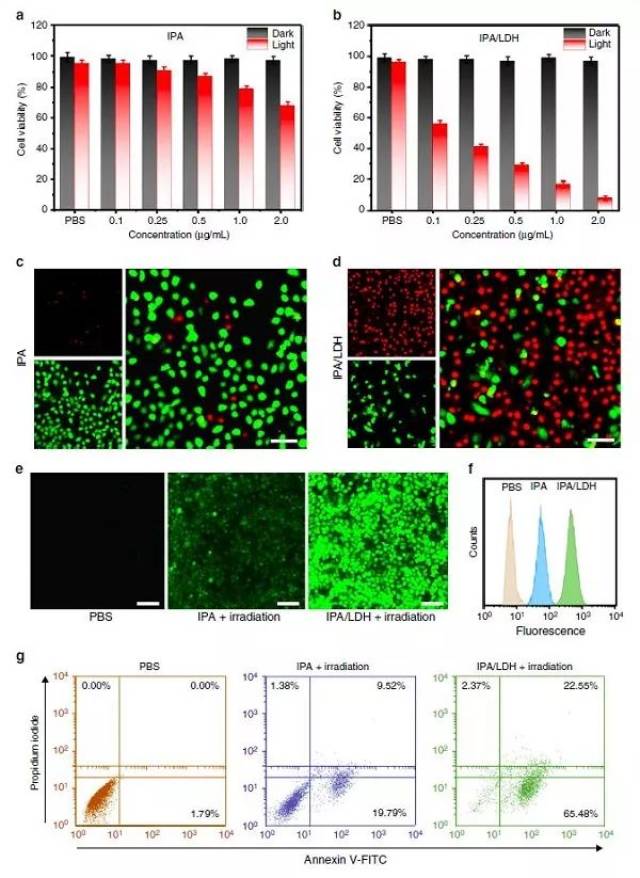 ipa/ldh在hela细胞中的光动力学治疗效果