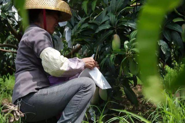 有些芒果成熟比较快,需要套袋,防止虫子啃咬和小鸟啄食.