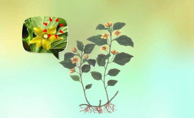 芸香草 | 让古代书虫无所遁形的书香