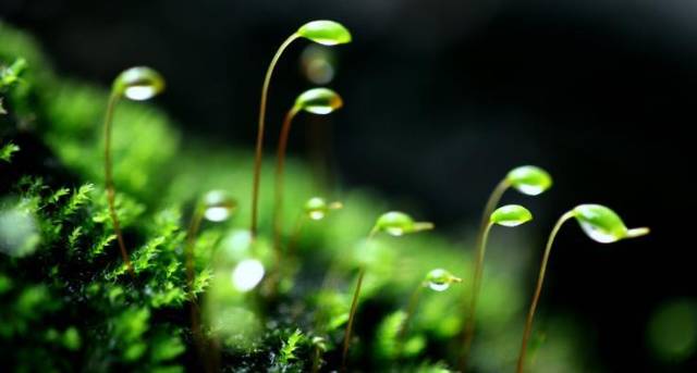 白日不到處 青春恰自來 袁枚苔的平凡後面是才子的驕傲