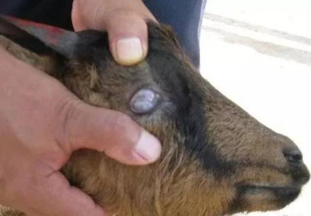 夏季四大羊病预防治疗方案!