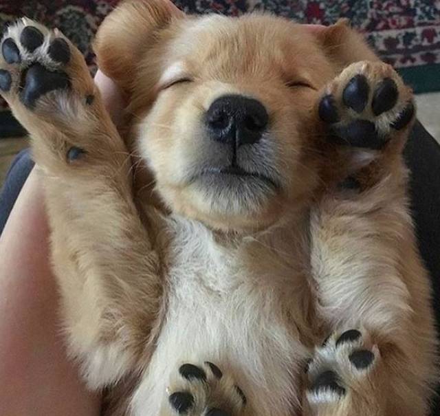 小奶狗时期的金毛宝宝.举起爪爪也太萌了吧!