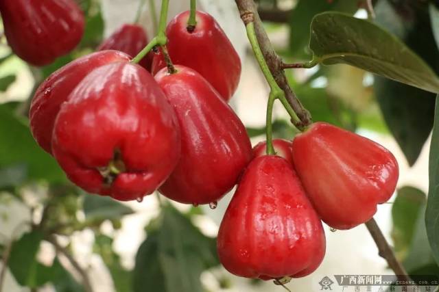 对不起,我要去广西吃水果了!