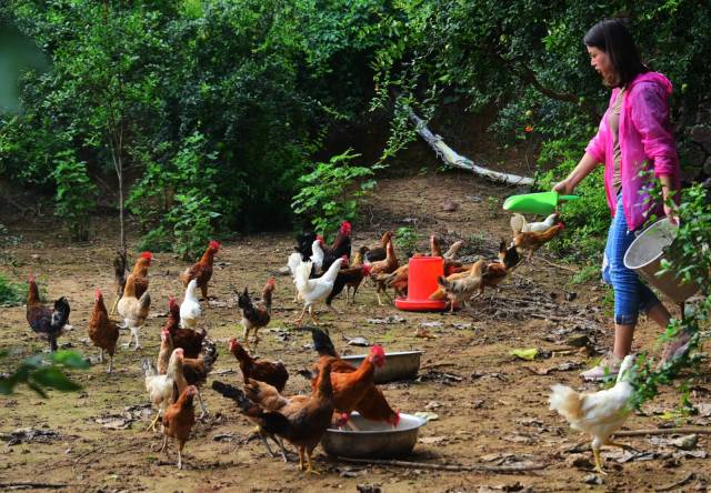 因厌倦城市喧嚣85后女子回乡养鸡另有一番惬意