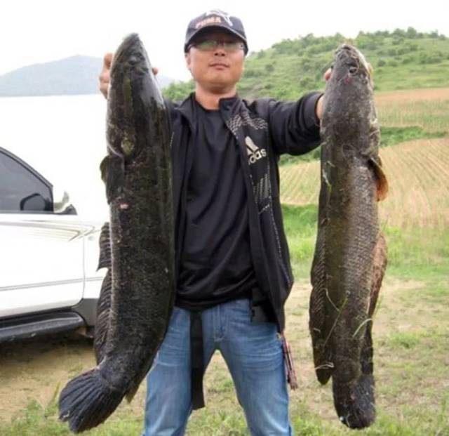 捕食凶猛,又粗又黑,钓鱼人很上瘾的鱼种_手机搜狐网