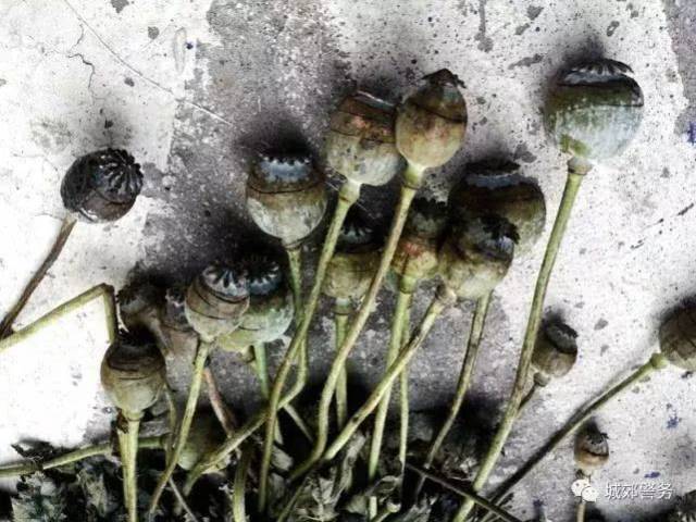 府谷一女子玉米地中私自种植罂粟620株,被刑事拘留!