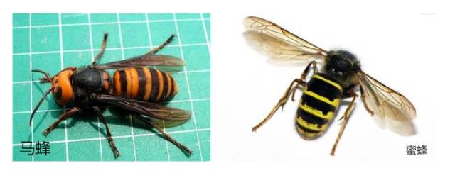 我们生活中常见的蜜蜂主要要3种:蜜蜂,马蜂,土蜂.