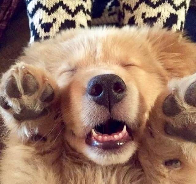 小奶狗时期的金毛宝宝.举起爪爪也太萌了吧!