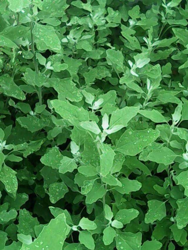 这些抵抗癌症的野草,在农村是漫山遍野的杂草,大家看看都认识吗