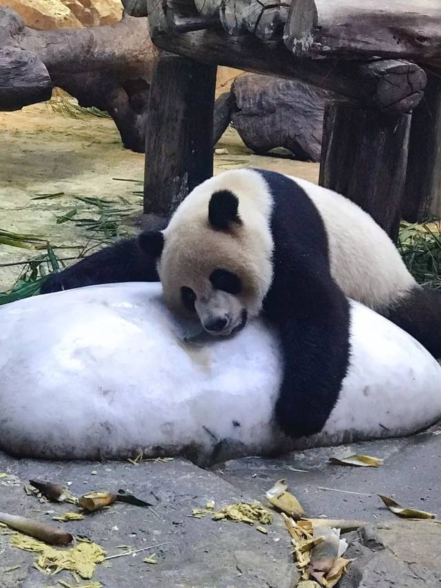怀疑人生的大熊猫