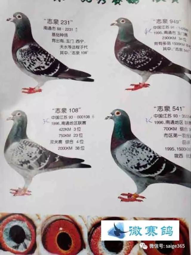 【鸽赏图】那些年千公里赛事中的超级冠军