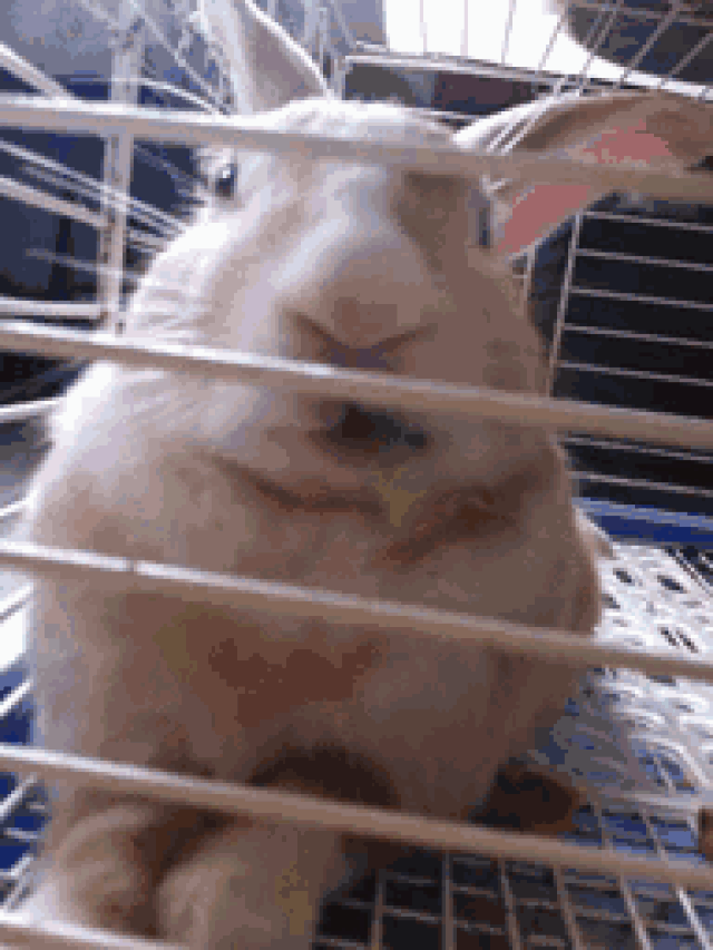 兔子嚼东西gif表情包图片