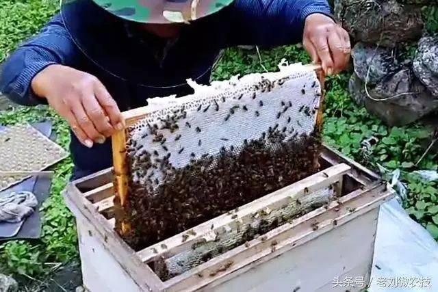 中华蜂种养新趋势:传统与科技的融合