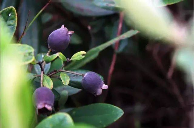 巴马的这些野果你还记得吗现在价格暴涨啦