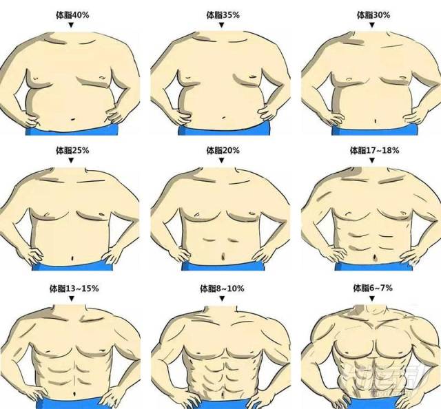 女生男生体脂率图片