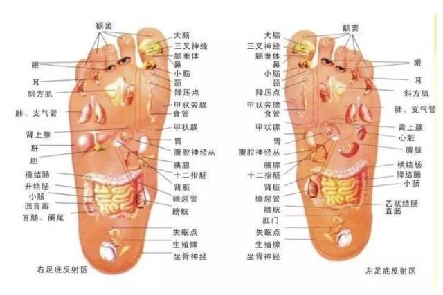 示意图可以看出, 人类的足底掌管了全身所有器官的穴位, 一旦脚底受凉