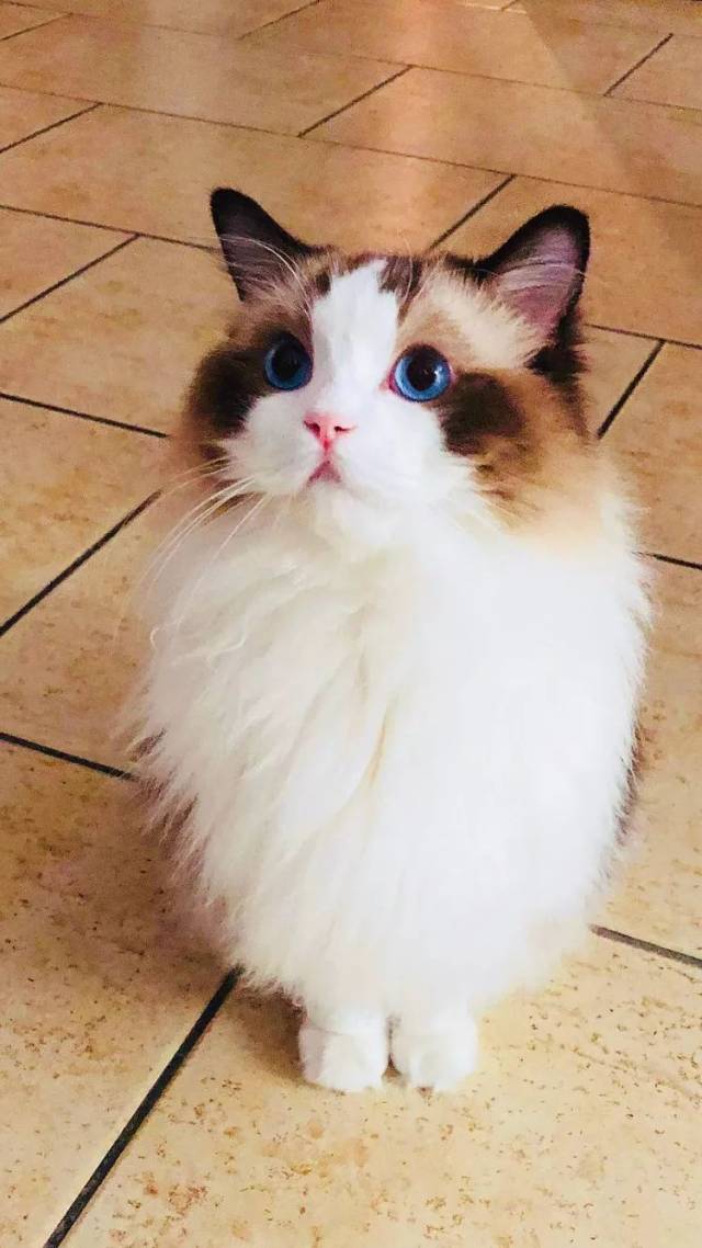 面对这么多可爱的猫咪 小编的抵抗力瞬间降为0