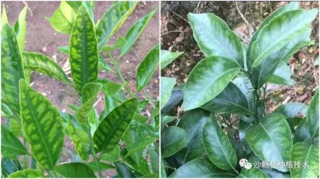 这是柑橘缺锌症状吗?如何补救呢?