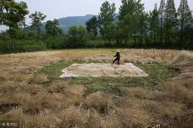 冷知识!一亩地有多大?