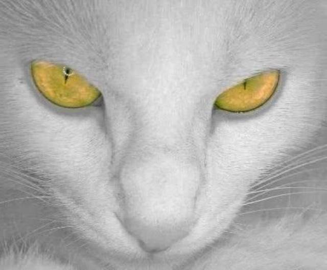 心理学:四双猫眼,哪双最恐怖?测出你是好命还是烂命?