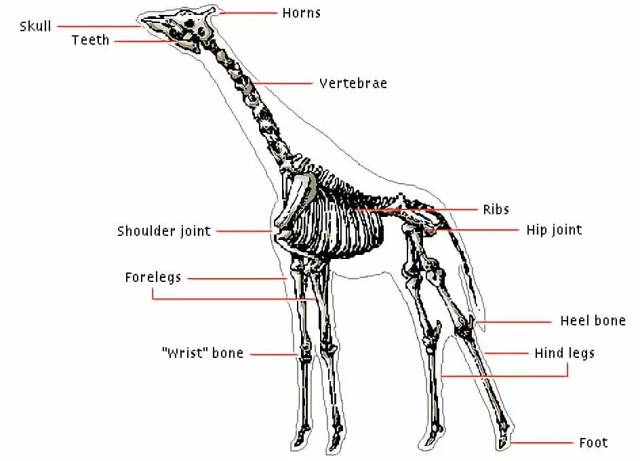 长颈鹿身体结构图片