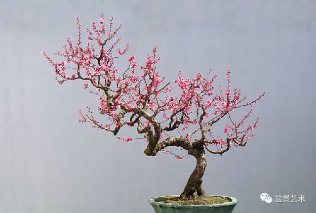杏梅盆景嫁接,杏梅盆景图片,构树老桩嫁接盆景_大山谷图库