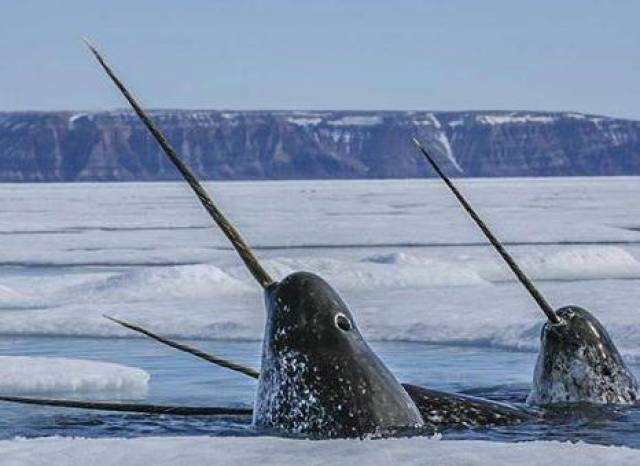 刚刚解开了独角鲸头上那长角的秘密 原来它有如此之多的神奇之处