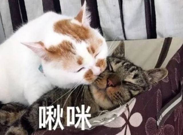 表情包营销,才是当今最skr skr的走红方式