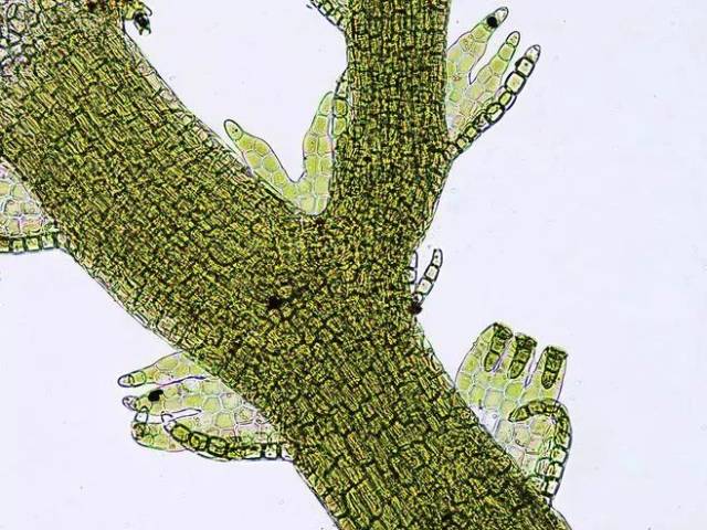 你所不知的苔藓王国，要不要来了解一下？_搜狐网
