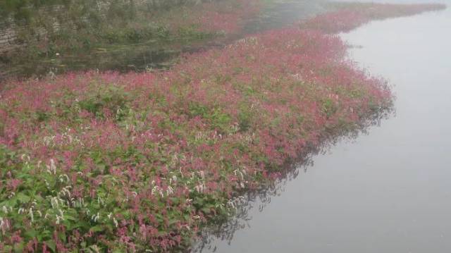 大蓼花,译文,渔舟_大山谷图库