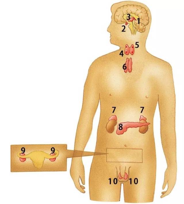 人体八大腺体准确位置图片