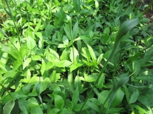 农村的庄稼地里的一种野草,人称"三步跳",但没有人知道珍贵