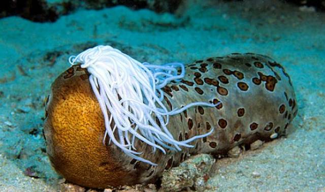 海参竟是用身后的"排泄口"来呼吸氧气的!它还有哪些奇妙之处?