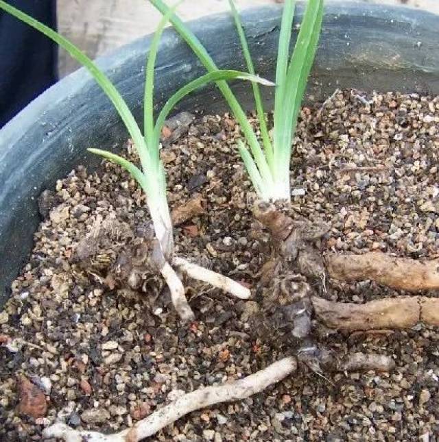 兰花老芦头培养法