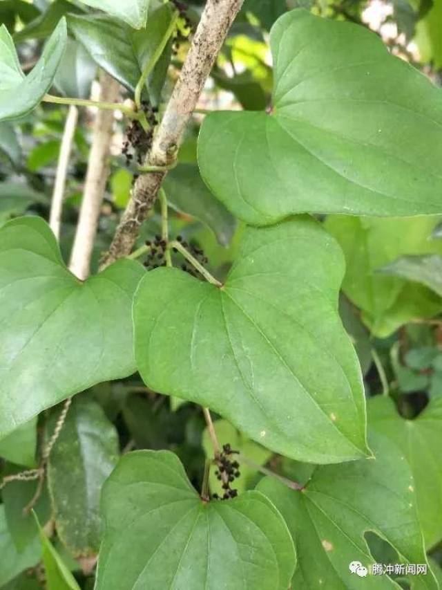 淮山药属于多年生藤本植物,心形的叶子呈深绿色,细细的山药藤常常攀爬