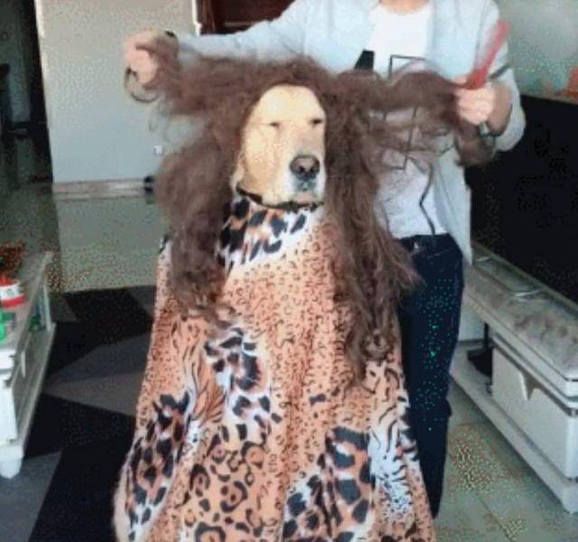 带金毛去理发店做造型,狗狗全程懵逼,发型师:让我自由发挥