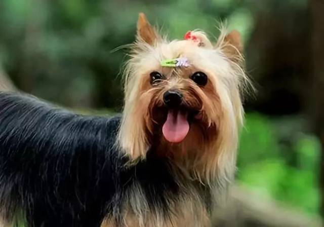 约克夏,你的小辫子真好看!