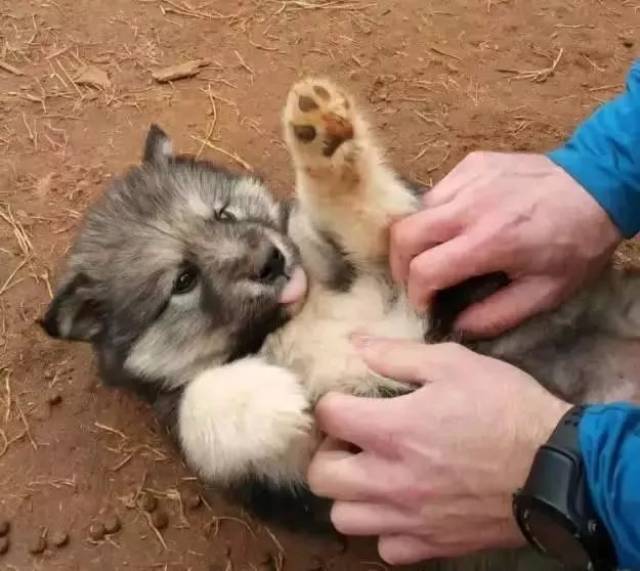 这么摸狗,狗才最舒服,看过才发现原来之前自己真的摸错地方了!