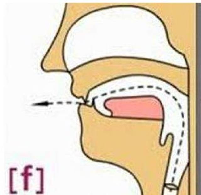发音要领: [f]是清辅音,唇齿音;唇形:上齿轻触下唇;气流:气流从唇与齿