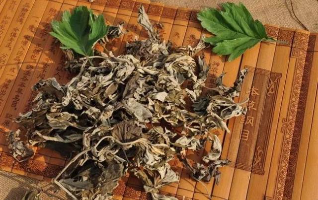 现代研究发现:艾叶具有抗菌,增强网状上皮细胞的吞噬,平喘,抗过敏性